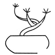 小树盆景简笔画图片大全